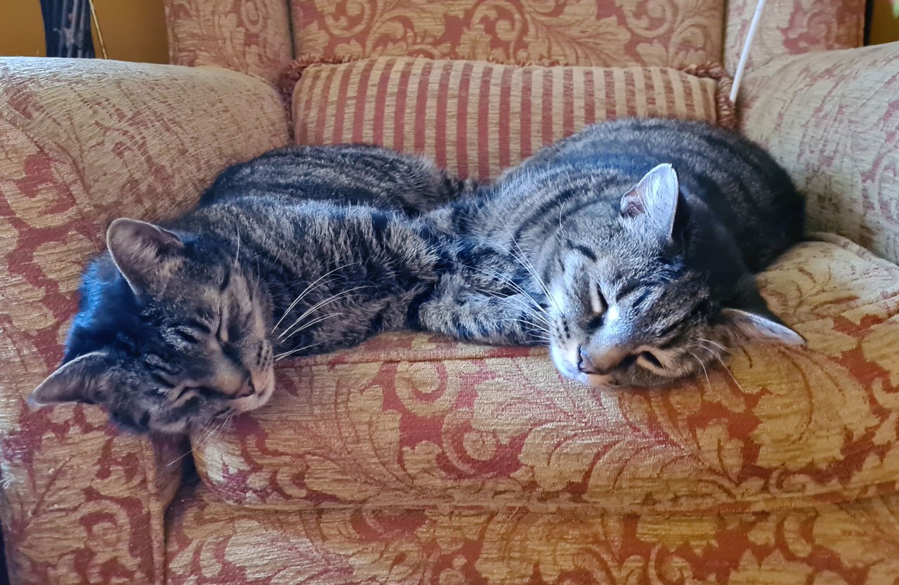 Two happy cats