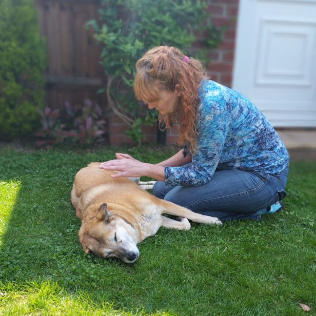 dog having reiki