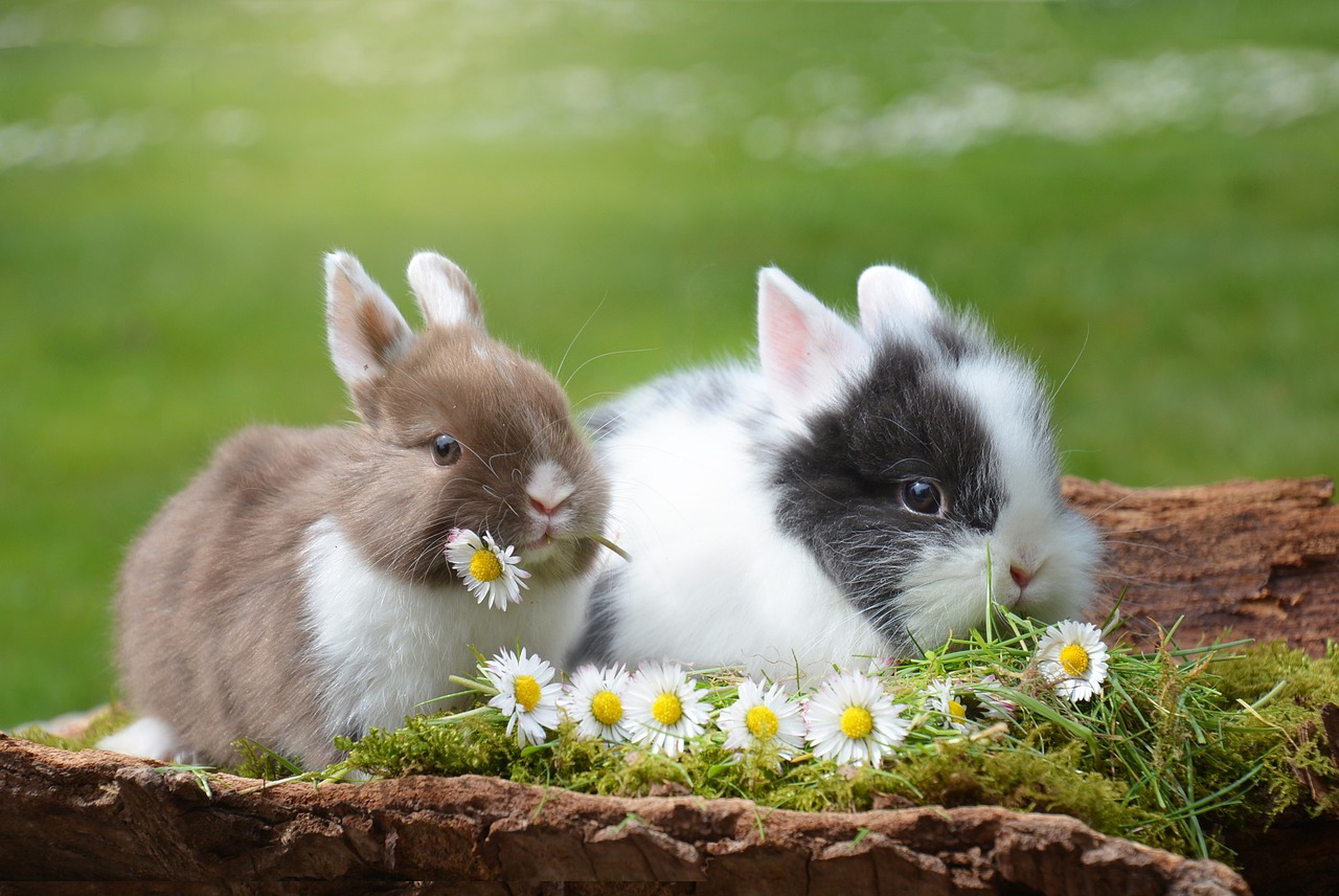 Happy bunny rabbits